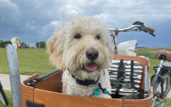 Alternative view of E-Lastenrad - Babboe Go E - für 1 Hund