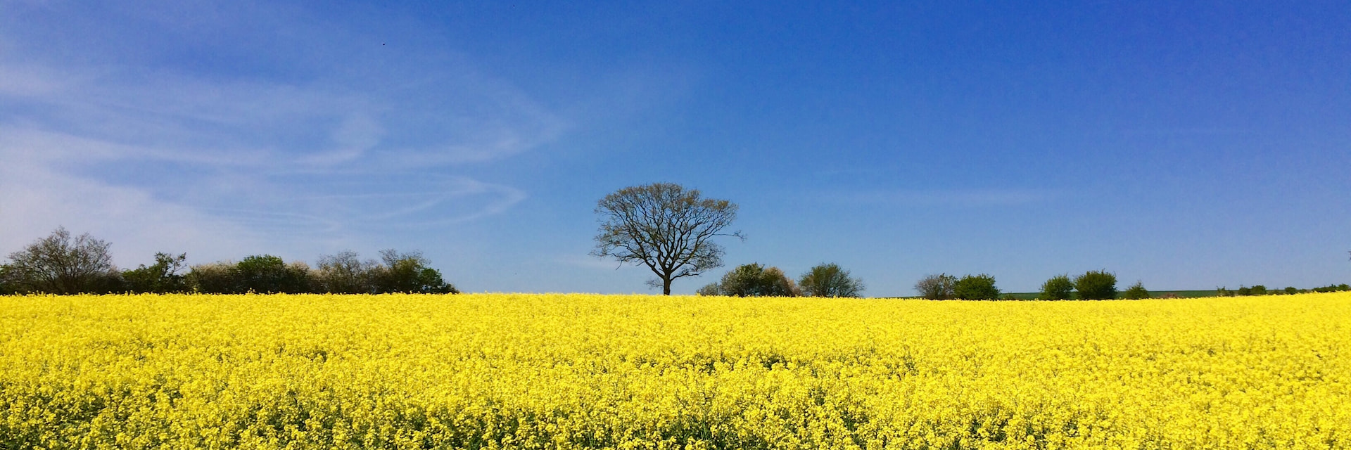 Header Hintergrund Schashagen Rapsfeld © André Franke, stock.adobe.com